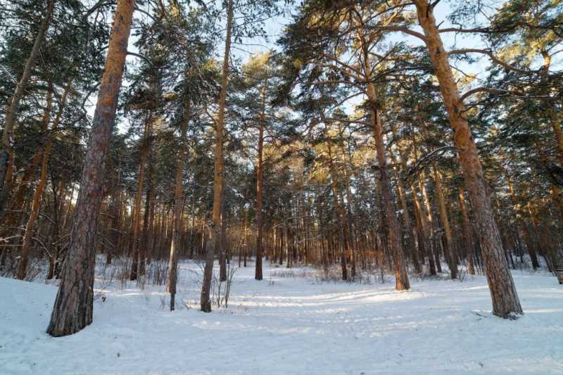 Эксперты: «Проблемы челябинского городского бора нельзя решать наскоком»