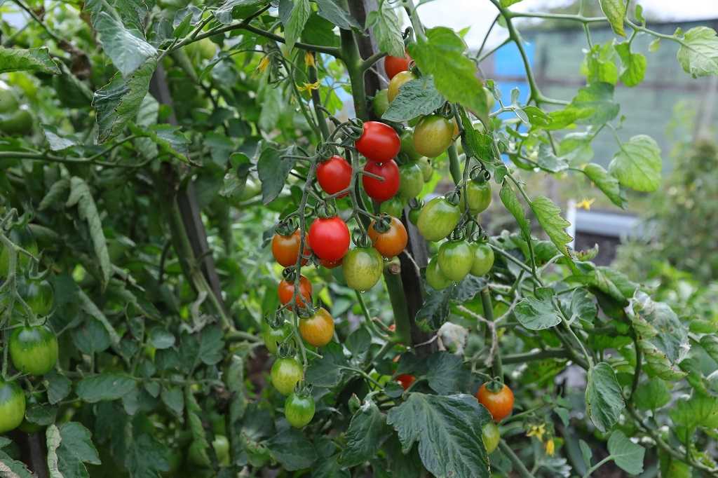 В Челябинск доставили 20 тонн зараженных томатов