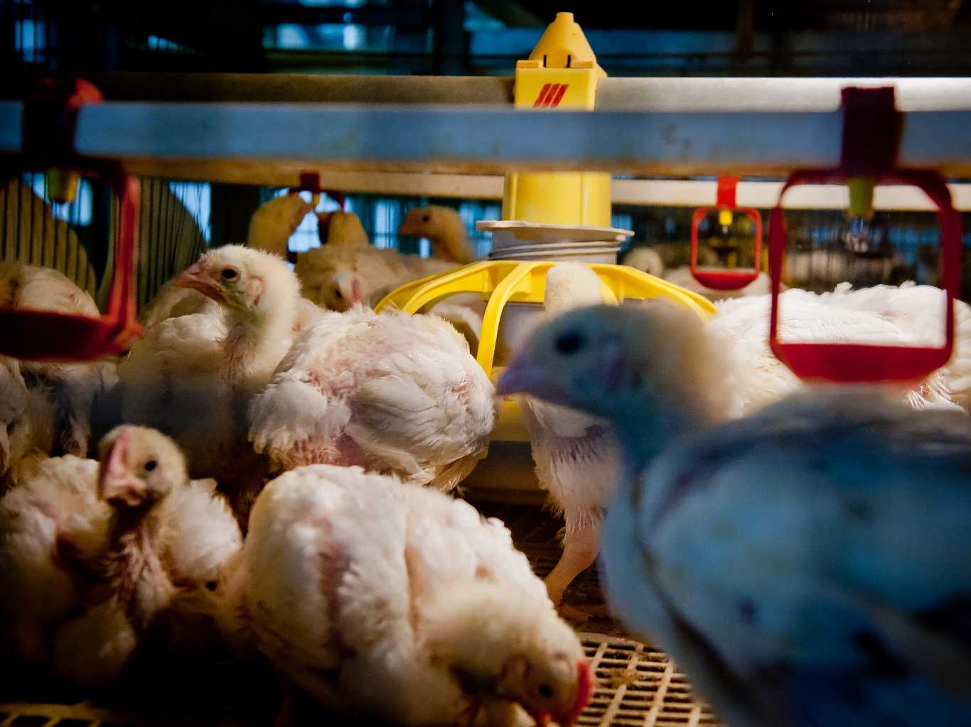 Из челябинских магазинов изымут куриное мясо, зараженное птичьим гриппом