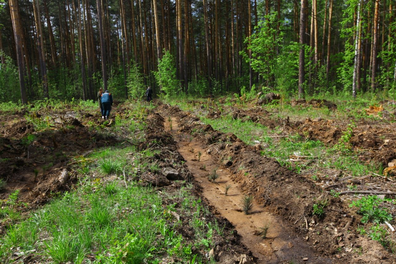 Вокруг Челябинска создадут зеленый пояс, где будет запрещена вырубка лесов