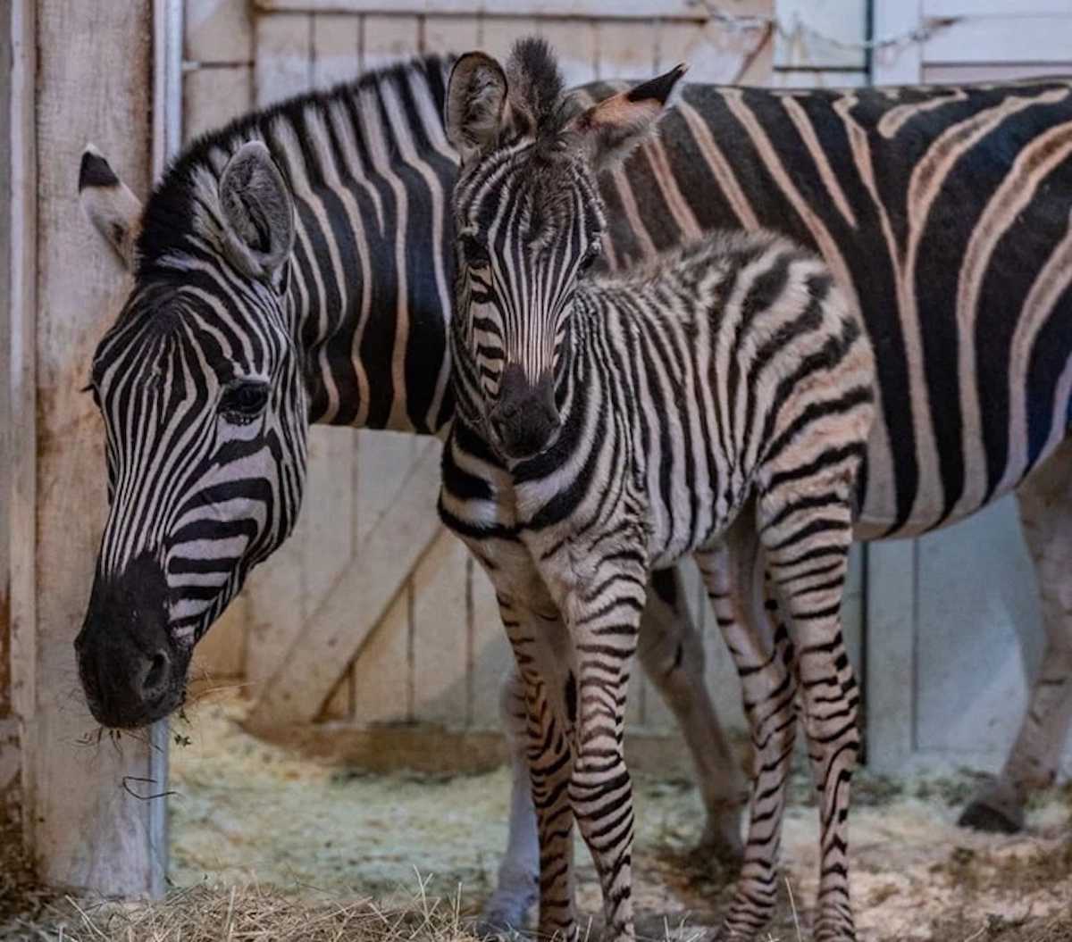 В челябинском зоопарке родилась зебра