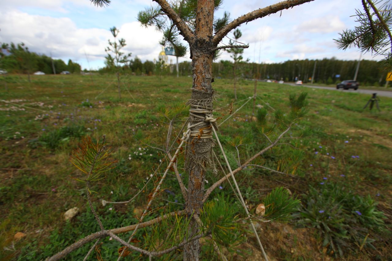 На крупной дорожной развязке в Челябинске высадят 140 деревьев
