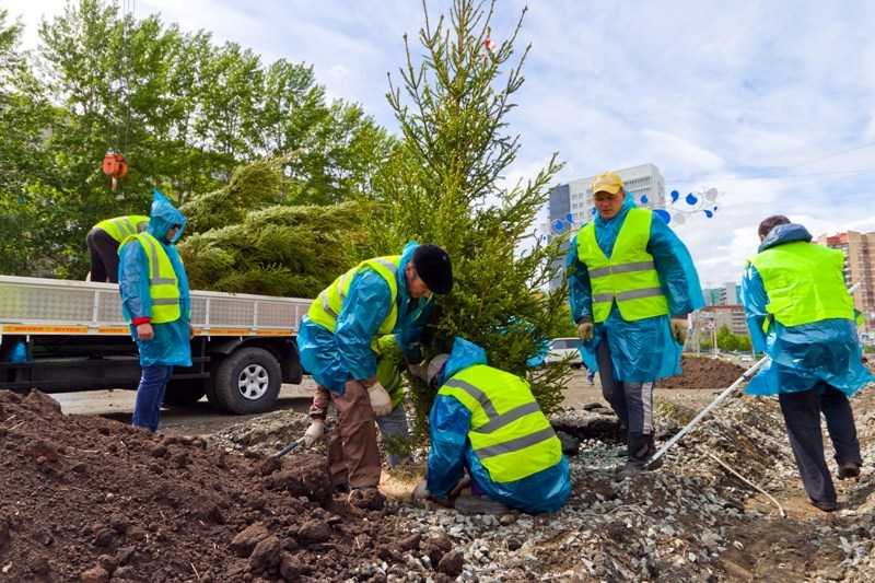 В Челябинске поставили на паузу работы по замене погибших деревьев