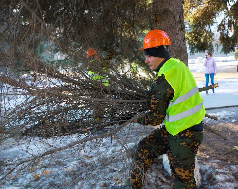 В Челябинске вырубят деревья ради детсадов