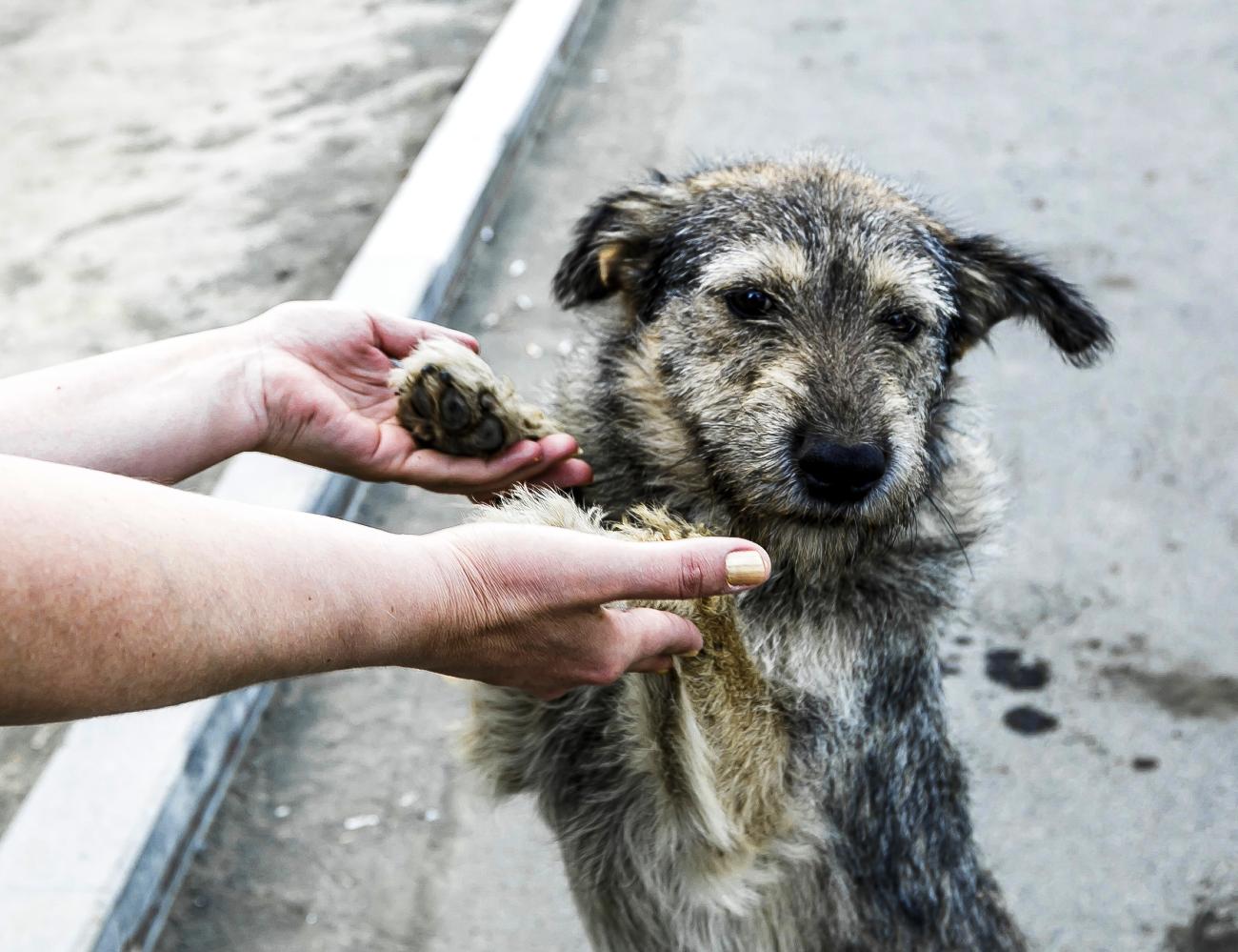 Ветеринар из Челябинска напомнила об опасности клещей для домашних питомцев