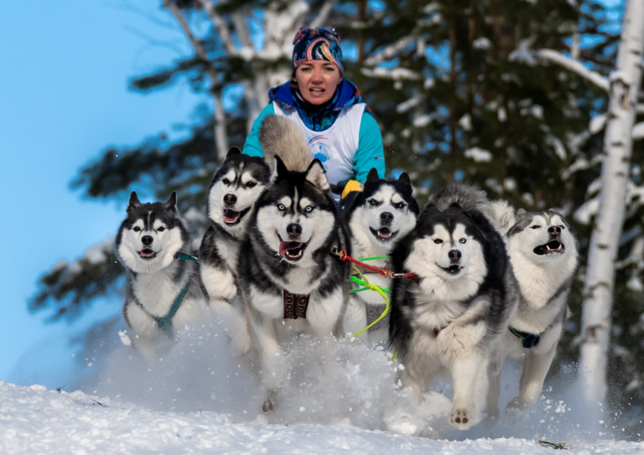 На Южном Урале состоялась знаменитая гонка ездовых собак «Созвездие Гончих псов»