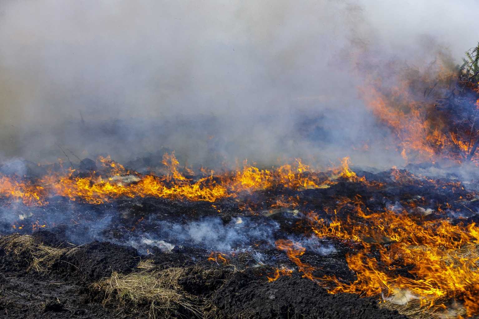 Ущерб от лесных пожаров на Урале в прошлом году превысил четыре миллиарда рублей 