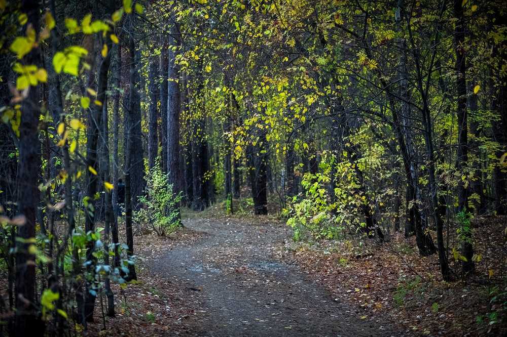 Дело о вырубке леса в Ильменском заповеднике рассмотрят повторно