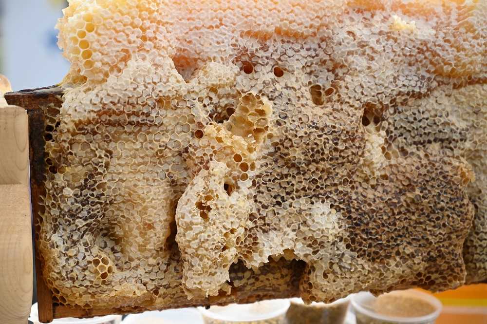 Жара влияет на популяцию пчел на Южном Урале, но резкого уменьшения их численности не будет