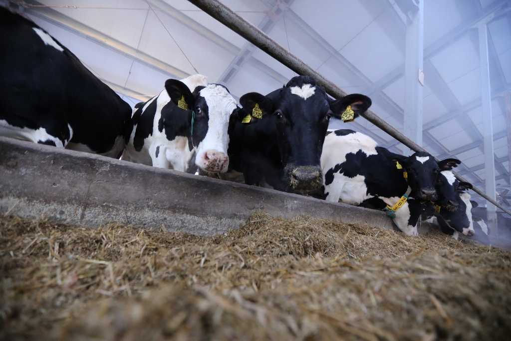  Грозит ли южноуральцам дефицит мяса и молока из-за отсутствия импорта