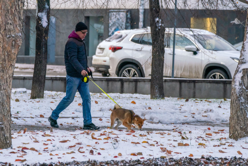 Челябинцы для выгула собак все чаще используют школьные дворы