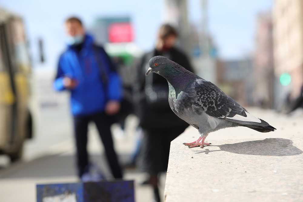 В Челябинске подростки подожгли голубя
