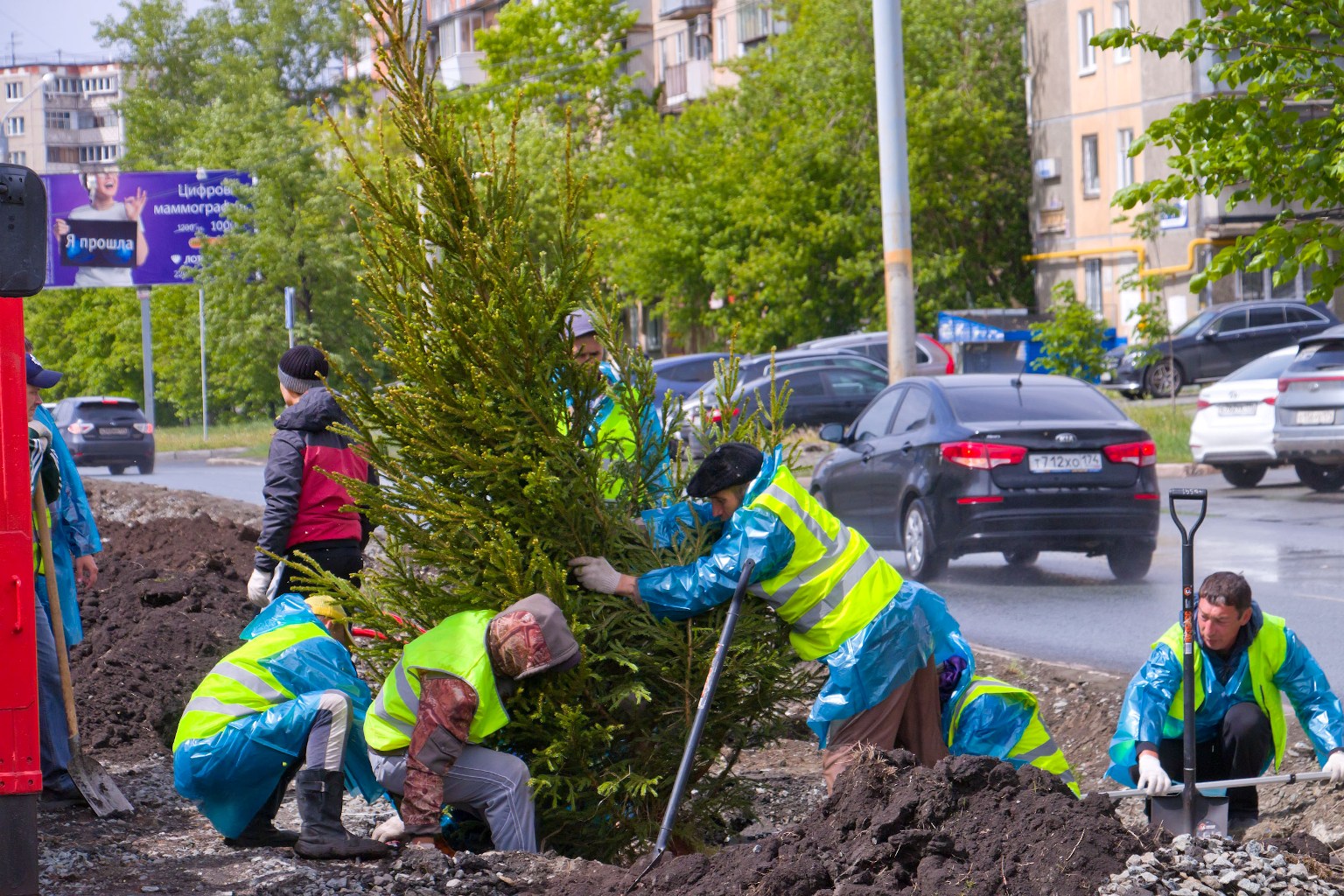 В центре Челябинска приживается большинство высаженных деревьев