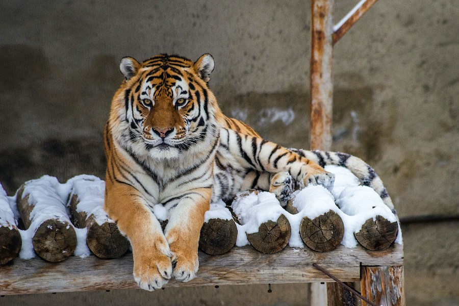 В челябинском зоопарке рассказали, как холода влияют на животных