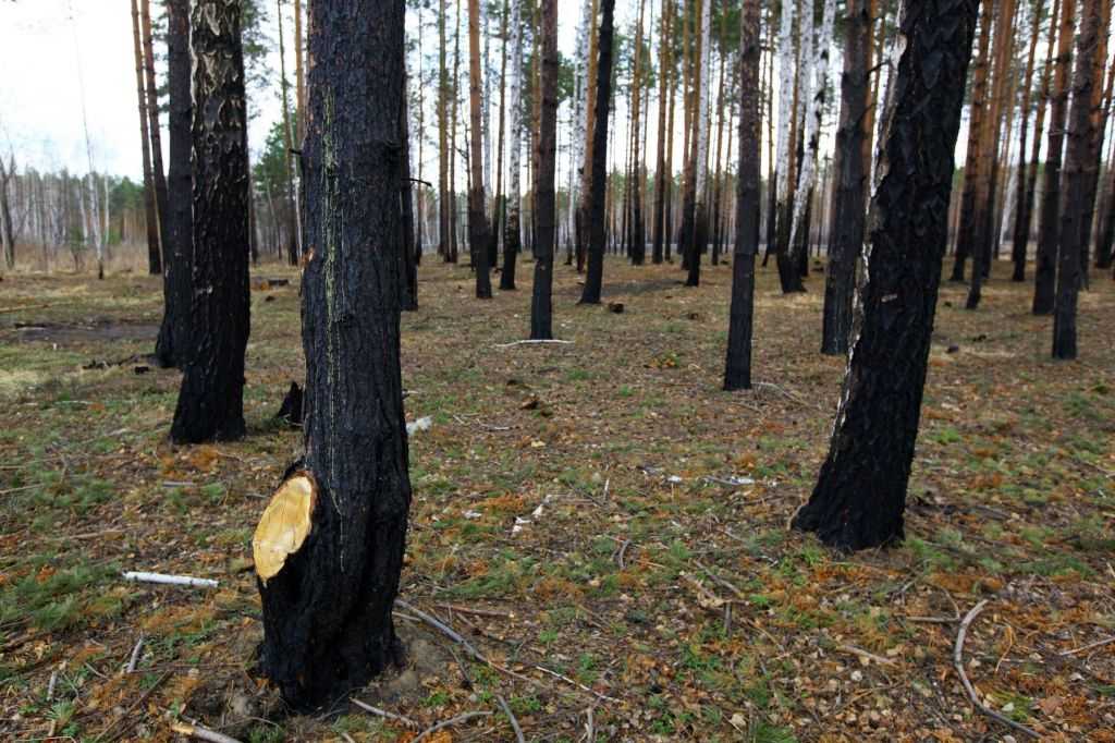 В Челябинской области продолжает гореть лес: более 220 гектар выжжено за сутки