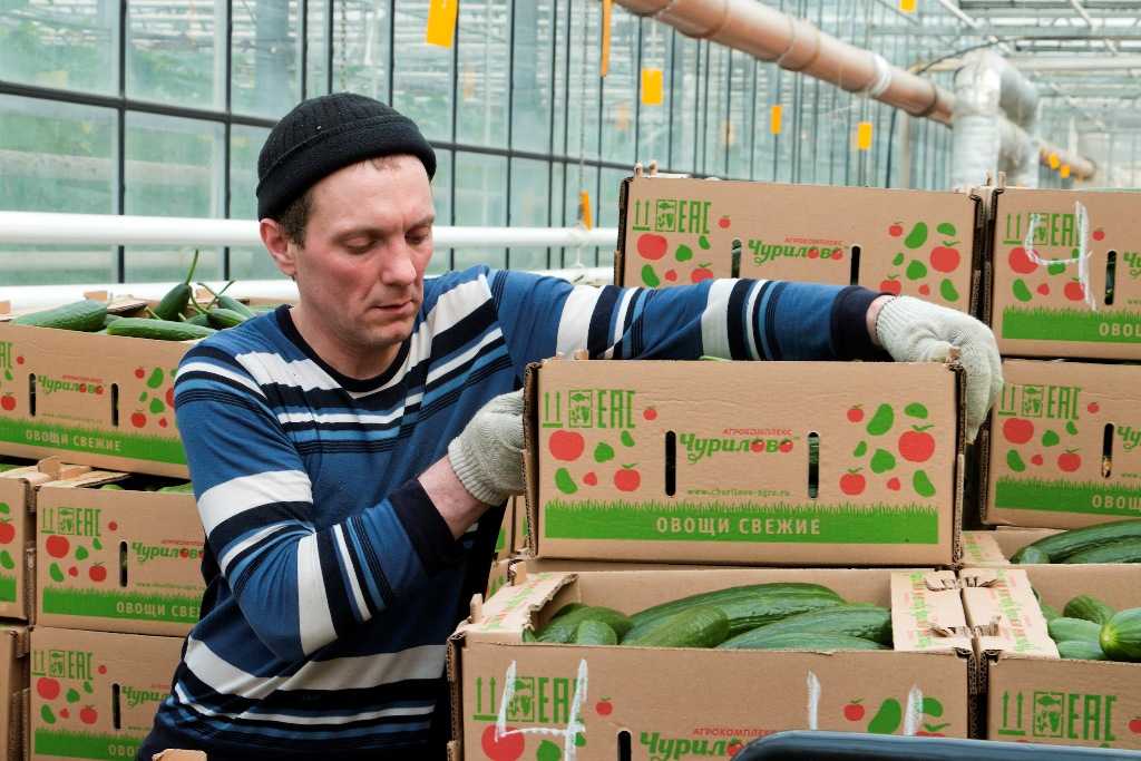 Константин Толкачев: «Агрохолдинги не представляют угрозы для садоводов»
