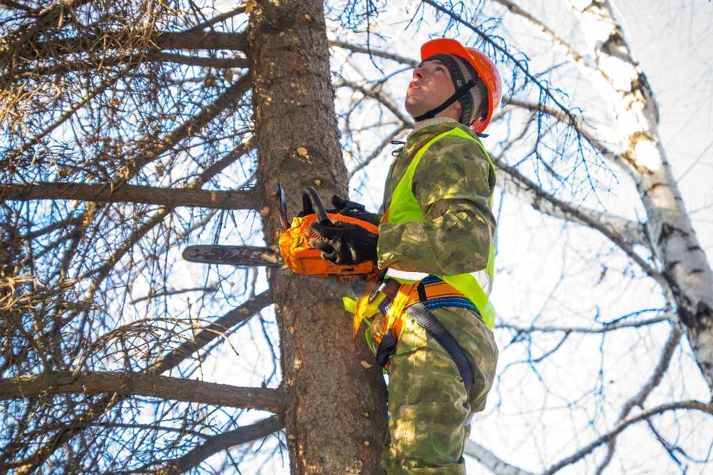 На северо-западе Челябинске вырубят 38 аварийных деревьев