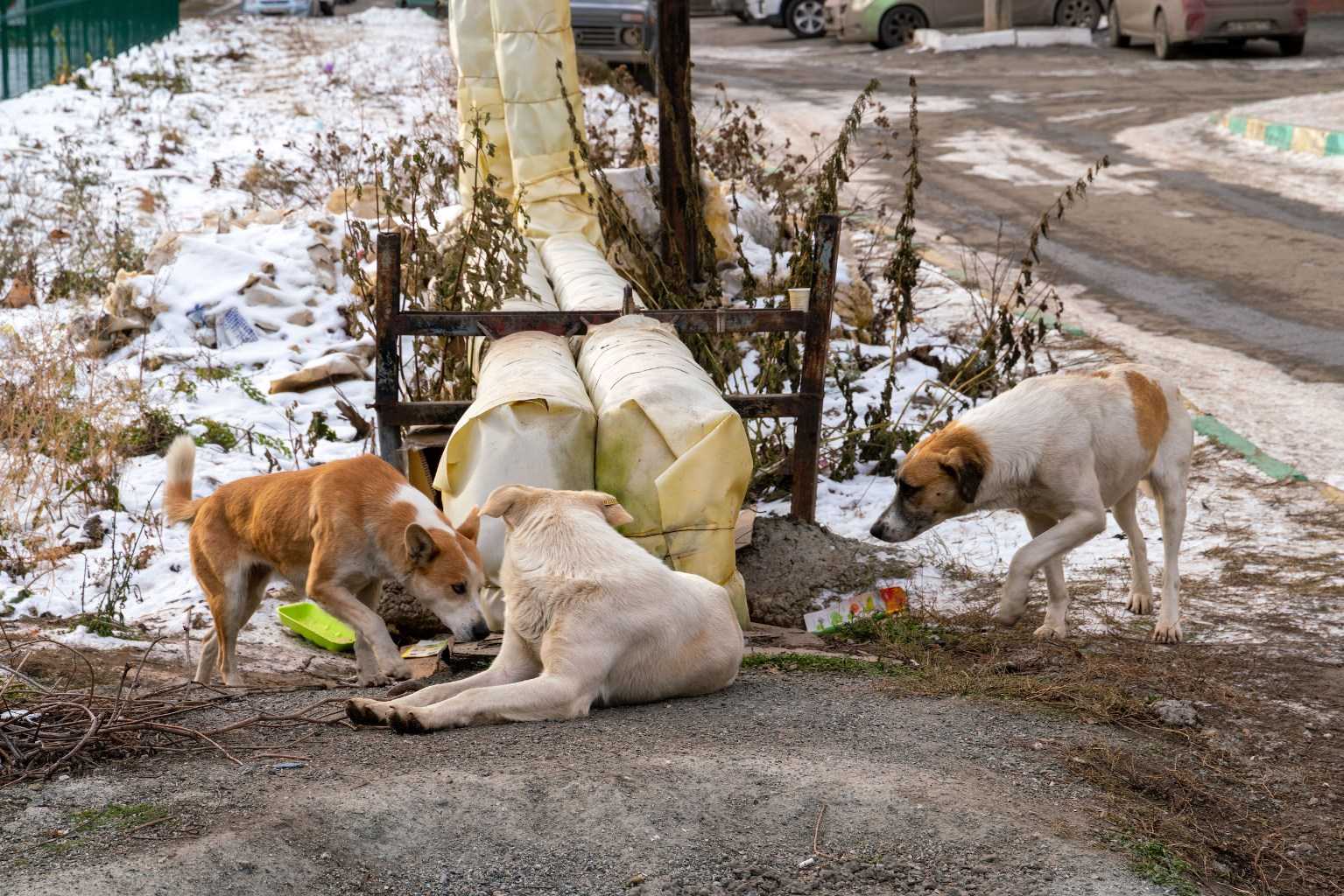 Фото бездомных собак на улице