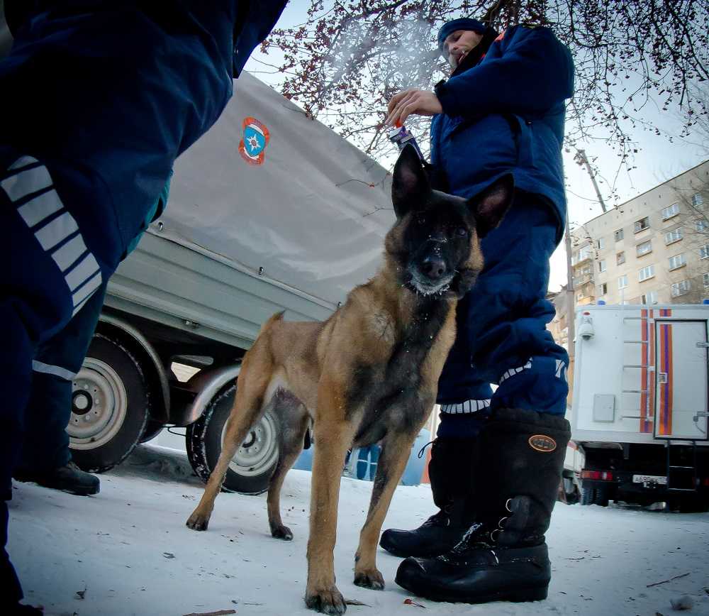 Собака, искавшая людей под завалами дома в Магнитогорске, отправлена в Бейрут