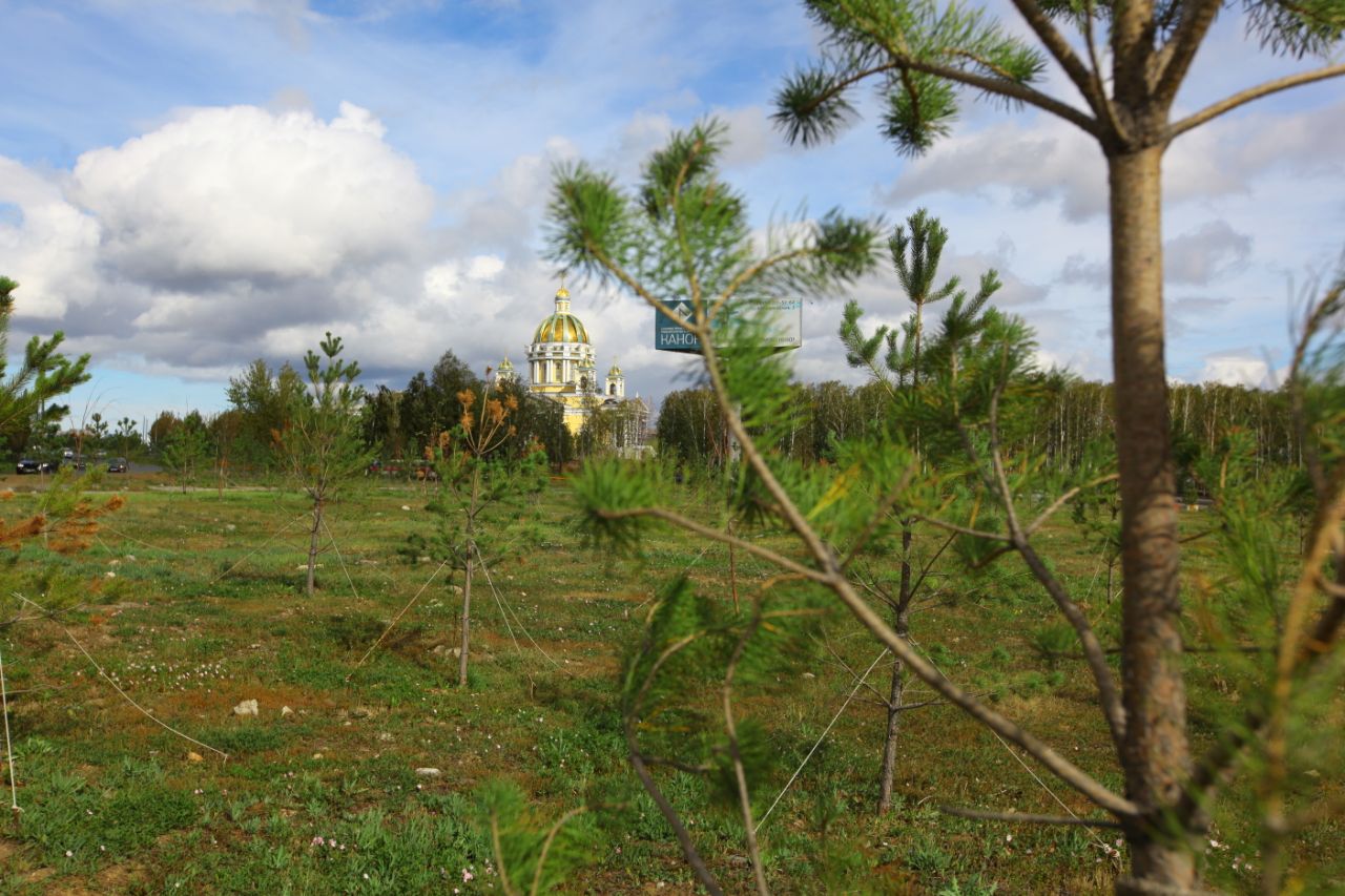 В Челябинске высадят почти в два раза больше деревьев, чем в прошлом году