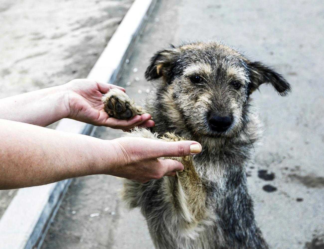 Приют для бездомных животных откроют в Сосновском районе