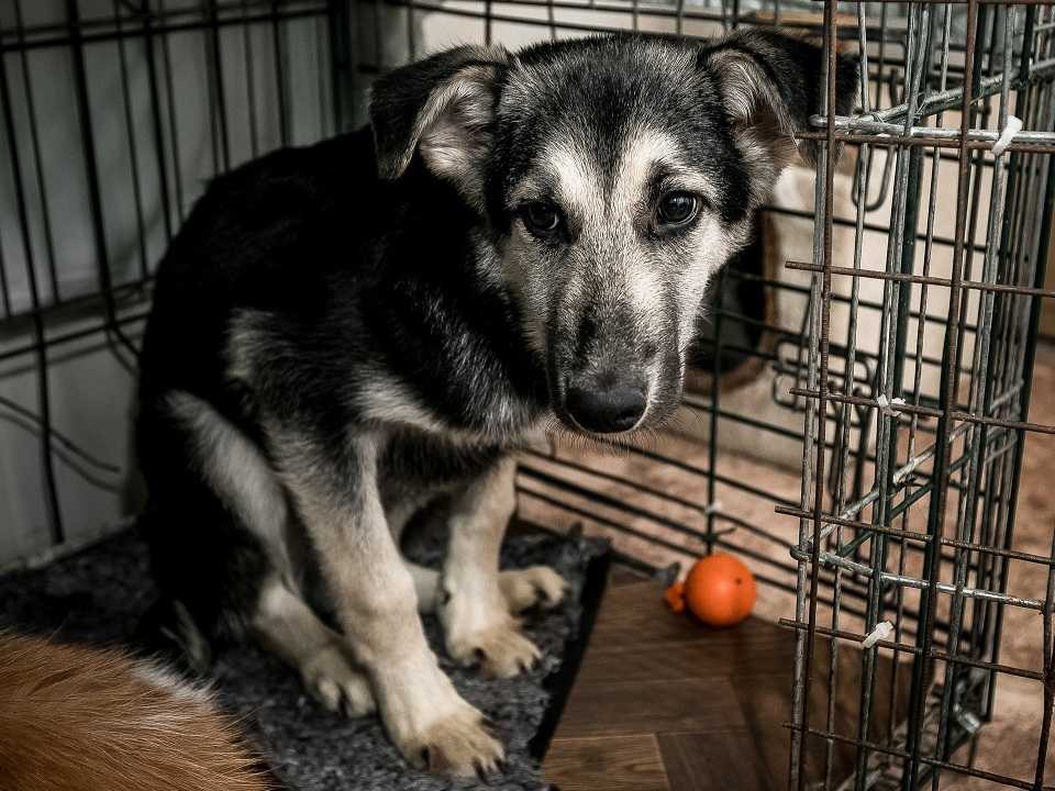 На Южном Урале появятся три государственных приюта для бездомных животных