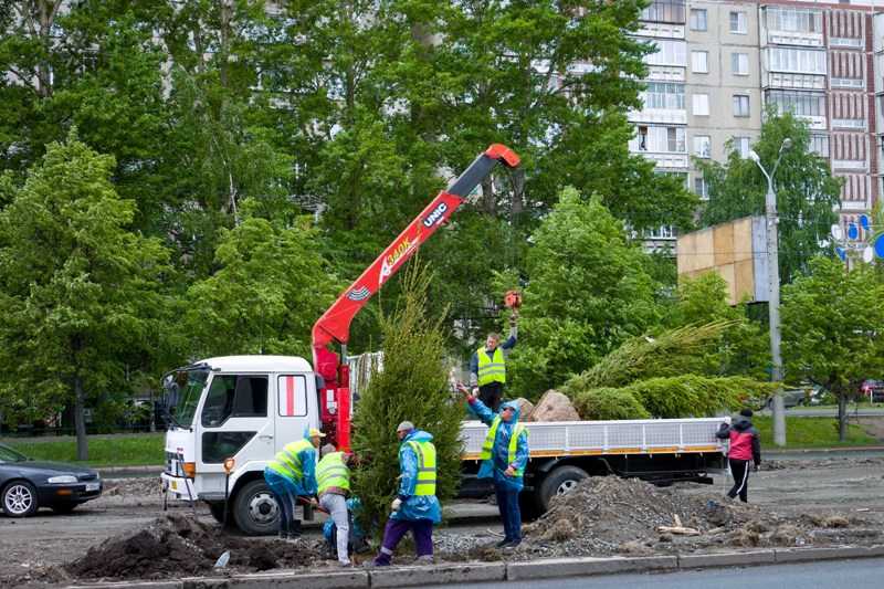 В Челябинске изменили сроки замены погибших деревьев