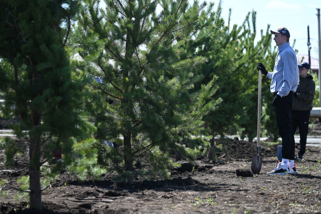 Погибшие деревья в челябинском парке «Дружба» заменят за счет подрядчика