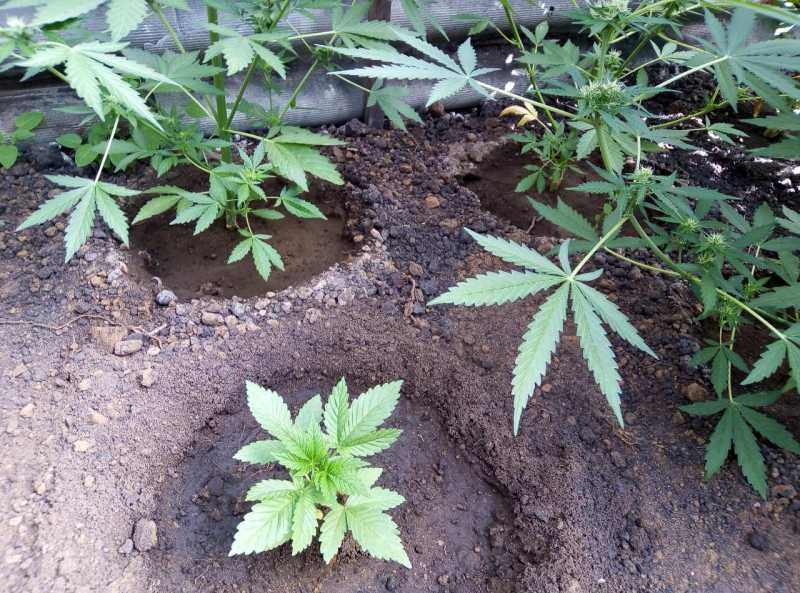 Конопля выращивание огороде как лучше всего хранить марихуану