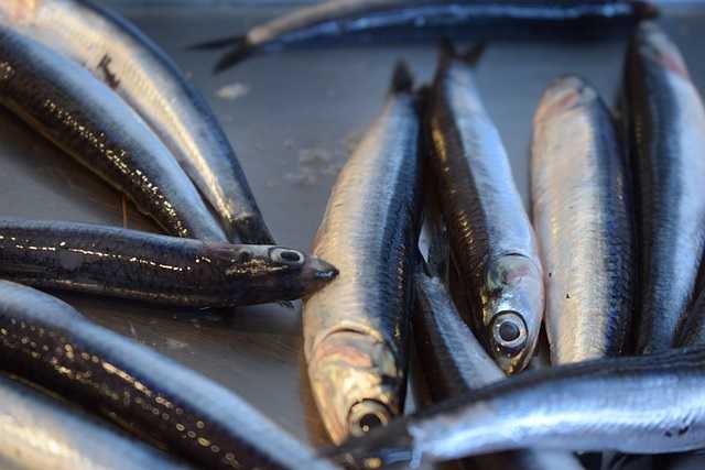 anchovies-5945114_640.jpg