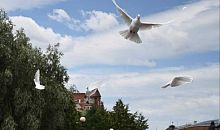 В честь юбилея Победы в челябинское небо выпустили 75 голубей