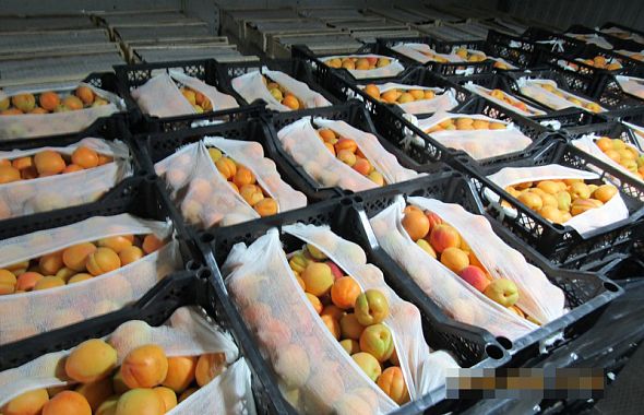 В Челябинскую область не пустили тонну незадекларированных фруктов и овощей