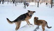 На прошлой неделе двое животных погибли от бешенства на Южном Урале