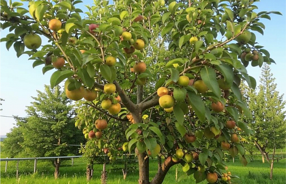 Садовод Татьяна Николина объяснила, зачем нормировать урожай яблок