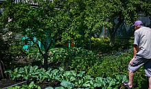 Власти Челябинска пообещали не трогать сады на проспекте Победы 20 лет