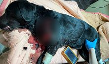 В Коркинском районе мужчина изрезал триммером для стрижки газона собаку 