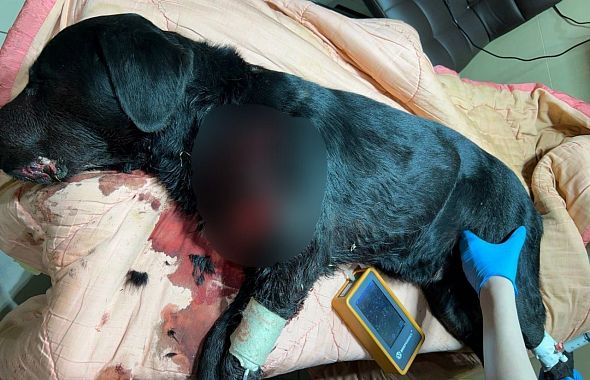 В Коркинском районе мужчина изрезал триммером для стрижки газона собаку 
