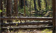 В России грядет масштабная реформа лесной отрасли