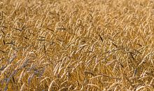На Южном Урале назвали ТОП-5 районов с самым большим сбором зерновых