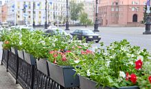 Полиция разыщет цветочных воров, которые выкапывают петунии в Челябинске