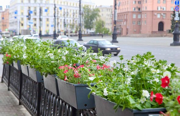 Полиция разыщет цветочных воров, которые выкапывают петунии в Челябинске