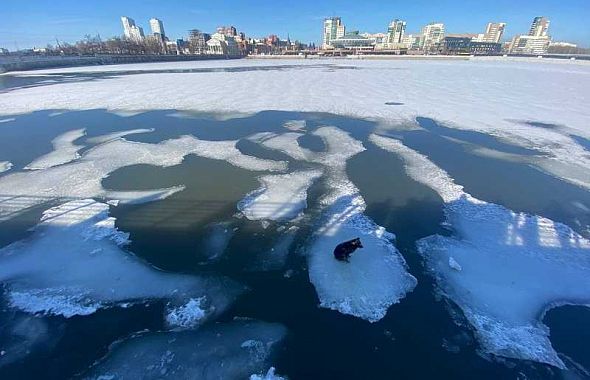 В центре Челябинска спасатели сняли с речной льдины бездомную собаку