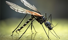 Южноуральцам рассказали, как выбрать безопасное и эффективное средство от комаров