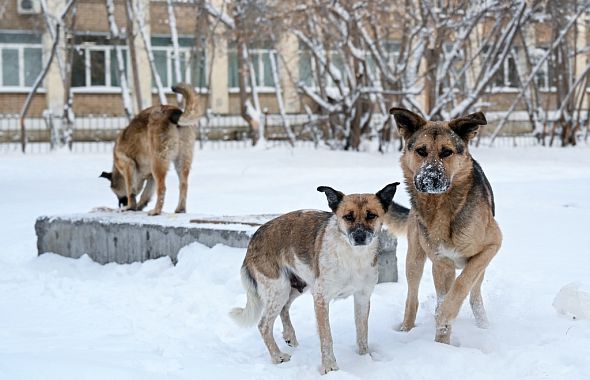 Глава Следственного комитета Бастрыкин заинтересовался проблемой бродячих собак в Челябинске