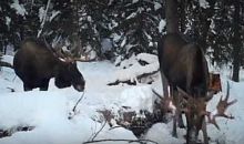 В видеоловушку на «Таганае» попали два лося, делящие кормушку