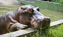 В зоопарке уральского города из-за отсутствия быка символом года решили сделать бегемота