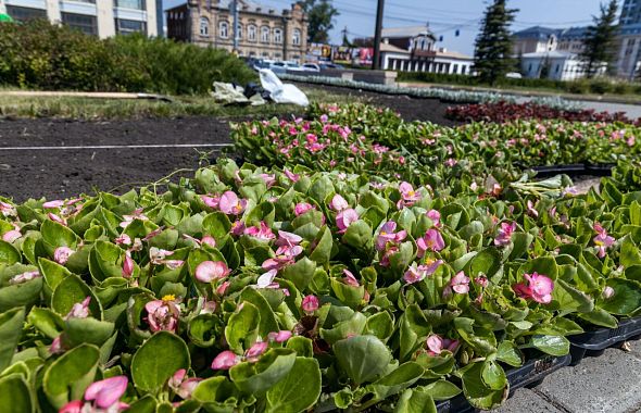 В Челябинске закончили обработку от клещей и начали высадку цветов