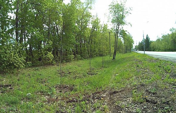 Челябинский подрядчик ответит в суде за погибшие деревья на Бродокалмакском тракте
