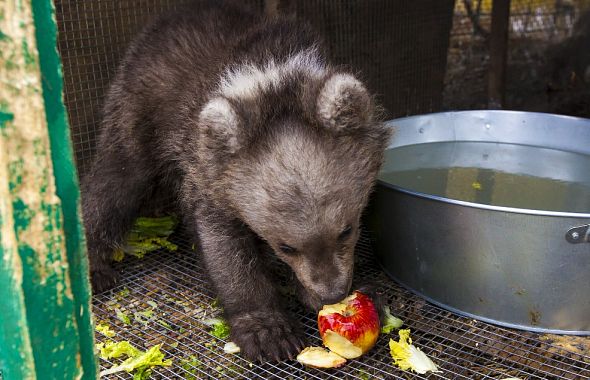 Слепой медведице Софье построят в Челябинске новый вольер