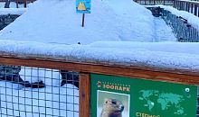 Сурки челябинского зоопарка проспали свой официальный праздник
